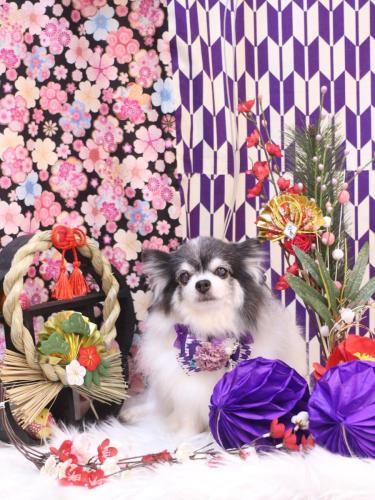 20250117ミルクくん